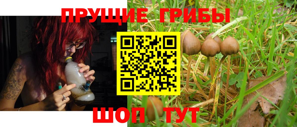 Псилоцибиновые грибы GOLDEN TEACHER Краснознаменск